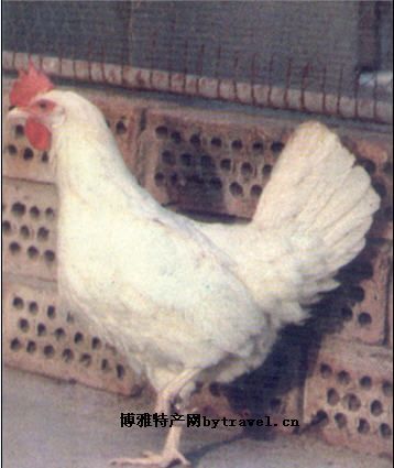 [北京白鸡] 平谷区特产北京白鸡专题(图1)