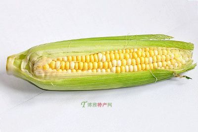 [甜糯玉米] 西城区特产甜糯玉米专题(图1)