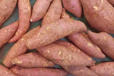 [乌兰乌苏红薯] 沙湾县特产乌兰乌苏红薯专题(图1)