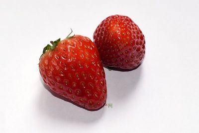 [黄川草莓] 东海特产黄川草莓专题(图1)