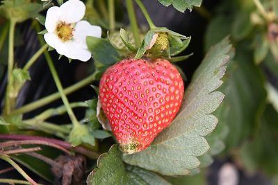[绿色草莓] 溧水县特产绿色草莓专题(图1)