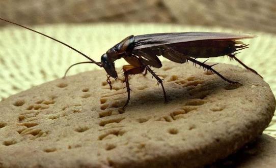 蟑螂为什么会飞来飞去的？蟑螂卵怎么彻底清除？(图3)
