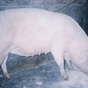 [新疆瘦肉型白猪] 石河子特产新疆瘦肉型白猪专题