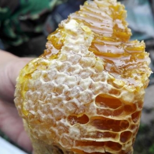 老巢蜂蜜好还是新蜂蜜好？为什么说老巢蜜对鼻炎有好处？