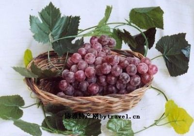 [葡萄常] 东城区特产葡萄常专题(图1)