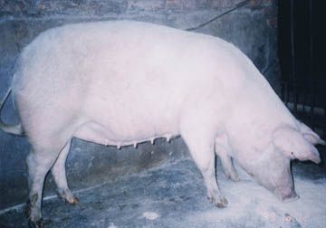 [新疆瘦肉型白猪] 石河子特产新疆瘦肉型白猪专题(图1)