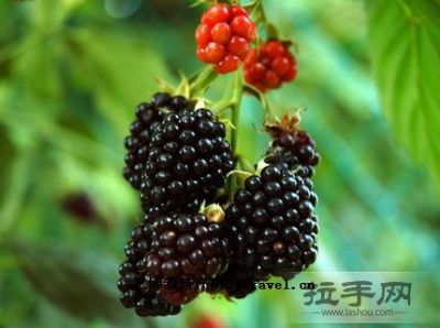 [青梅（黑莓）制品] 溧水县特产青梅（黑莓）制品专题(图1)