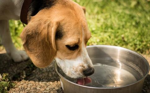 段子里狗喝水是什么意思什么梗？女神说狗喝水段子 狗喝水污内涵(图2)