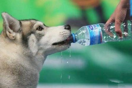 段子里狗喝水是什么意思什么梗？女神说狗喝水段子 狗喝水污内涵(图1)